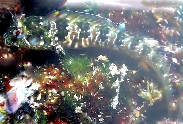 Parablennius incognitus_6lllll